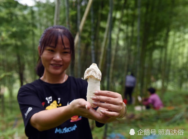 Quê của Lý Mai ở Trường Thành, Nam Bình, Phúc Kiến, Trung Quốc, cô quyết định trồng nấm ăn và phát triển kinh tế rừng.&nbsp;
