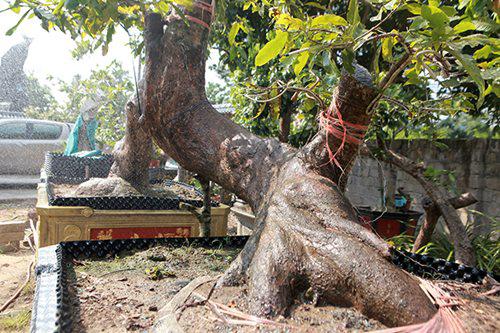 "Tôi muốn nhân giống, giữ gìn nguồn gen quý hiếm của mai Yên Tử, loài hoa có giá trị kinh tế cũng như đời sống tâm linh", anh Hoàng tâm sự.