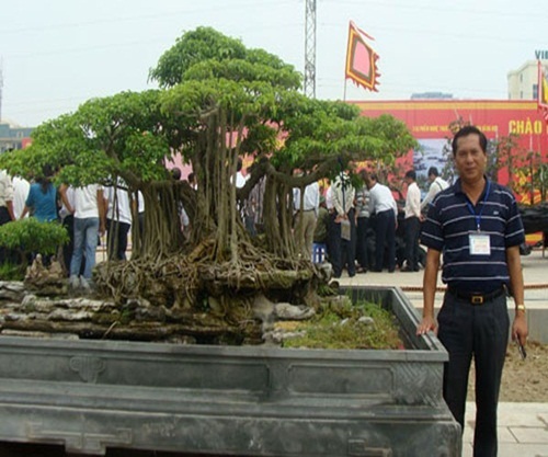 Một cây cảnh có thế độc đáo, trị giá hàng tỷ đồng của đại gia "Thịnh Hải Phòng".