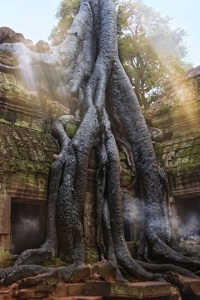 Đền Ta Prohm, Campuchia: Ngôi đền nổi tiếng ở Angkor Wat, Campuchia, đã bị bỏ hoang sau sự sụp đổ của đế chế vào thế kỷ 17 và sau hàng trăm năm bị lãng quên đã trở thành khu di tích nổi tiếng.&nbsp;
