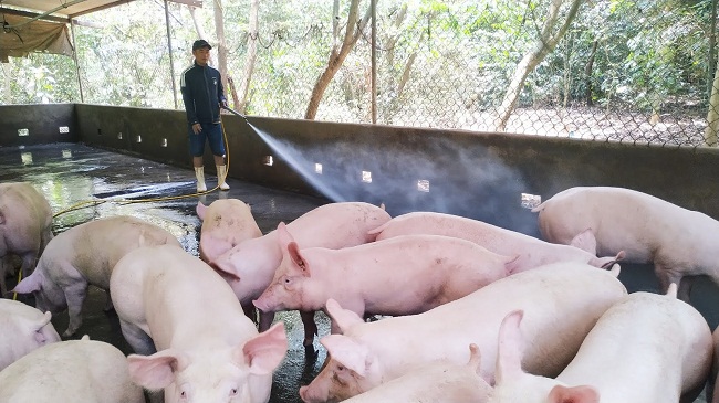 Lượng lợn tái đàn từ nhiều địa phương khá lớn đã khiến giá lợn có xu hướng giảm