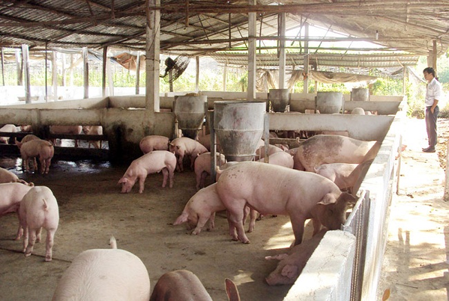 Tại nhiều địa phương giá lợn hơi có xu hướng giảm liên tiếp trong những ngày qua