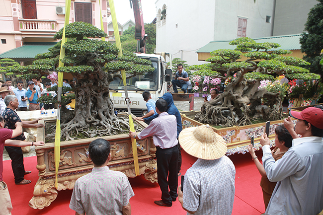 Tác phẩm sanh cổ được đưa về vườn nhà anh Phan Văn Toàn – Toàn đô la (TP. Việt Trì, Phú Thọ) trong sự hân hoan, vui sướng của chủ nhân cũng như những người yêu cây cảnh miền Bắc. Được biết, anh Toàn mới mua cây sanh cổ này với giá 28 tỷ đồng.
