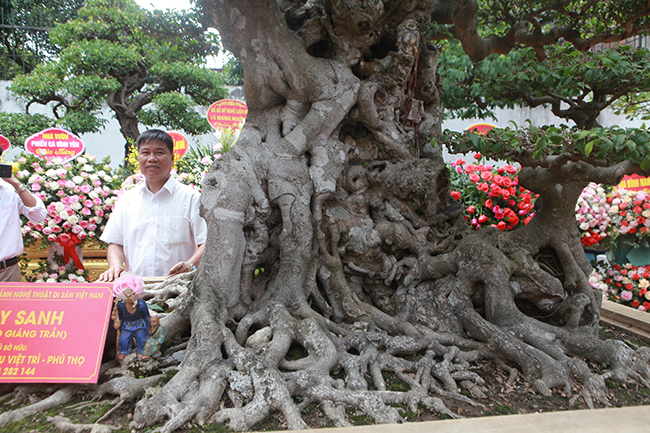 Đây là cây sanh dáng trực.
