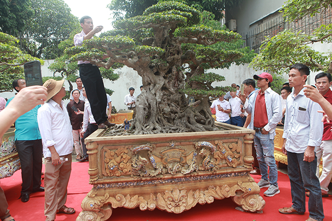 “Trước tôi theo đuổi không được, cuối cùng chấp nhận cái giá 28 tỷ để đưa “cụ” về vườn. Nếu chủ nhân đòi hơn tôi vẫn mua vì tác phẩm này rất quý, già, thế cây rất đẹp”, chủ nhân tác phẩm nói.
