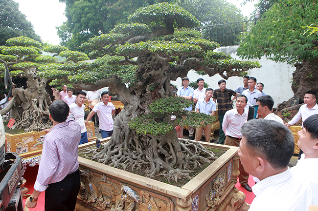 Được biết, chủ nhân cũ là anh Dương Văn Mười dù rất tiếc nhưng vì điều kiện kinh tế mới phải đồng ý bán cây.
