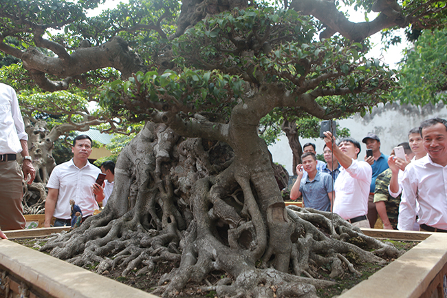 Cây có tên là &#34;Tiên lão giáng trần&#34;. Giá trị nhất của cây&nbsp;nằm ở bộ rễ đẹp,&nbsp;phần thân kỳ quái.
