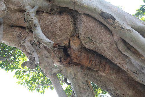 Thân cây "khủng" chứng tỏ cây phải vài trăm năm tuổi. Một số chỗ phần lõi bên trong của thân cây lớn đã lão hóa.&nbsp;