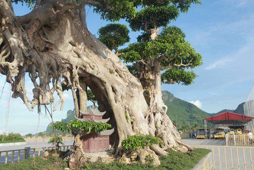 Trên thân hoành anh Dần vẫn để một số rễ nhìn như nhũ đá, cắt lửng chứ không cắt hết để giữ lại vẻ đẹp tự nhiên vốn có của cây.