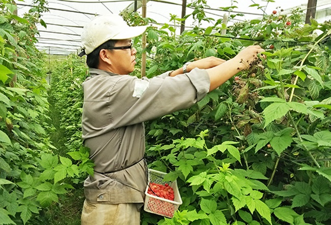 Loại quả này từng mọc hoang dại và chẳng ai quan tâm đoái hoài. Vậy nhưng, ngày nay chúng được đang được ưa chuộng ở khắp nơi.
