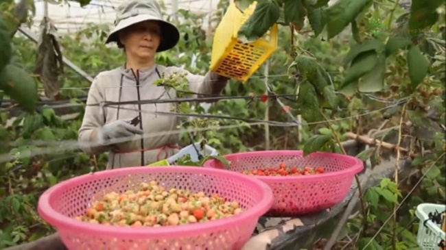 Công chăm sóc loại cây này không quá vất vả, sản lượng cao và đều nên được nông dân ưa chuộng.