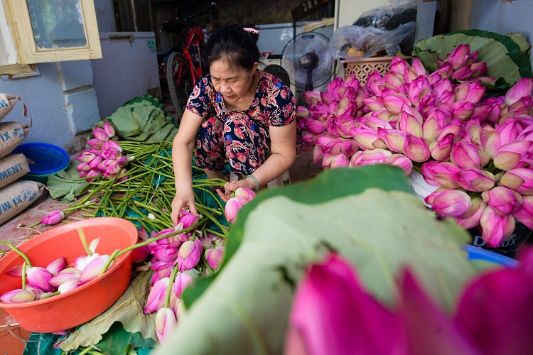 Những bông sen ưu tú nhất được chọn từ tháng 7 để tạo ra loại&nbsp;trà thượng hạng.