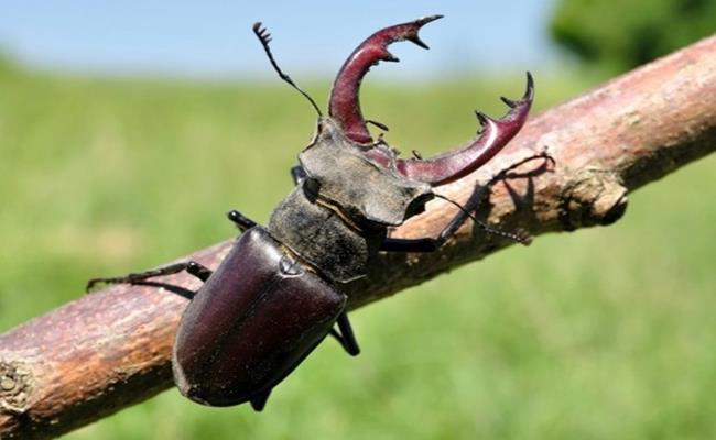 Loài thú cưng đầu tiên mà giới “thừa tiền” yêu thích là bọ cánh cứng Stag Beetle. Chúng là một trong số 1.200 loài côn trùng thuộc họ kìm kẹp – Lucanidae được nhận biết với chiếc sừng lớn màu đỏ trên đầu.
