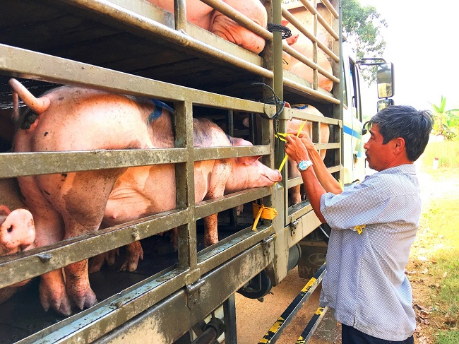 Giá lợn hơi tại nhiều địa phương liên tiếp giảm trong những ngày qua