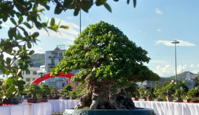 Mãn nhãn với cây ngâu bonsai cổ thụ trị giá hàng tỷ đồng