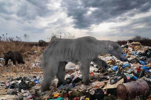 Gấu Bắc Cực không còn oai vệ và bộ lông trắng muốt như trước. Ảnh: Daily Star