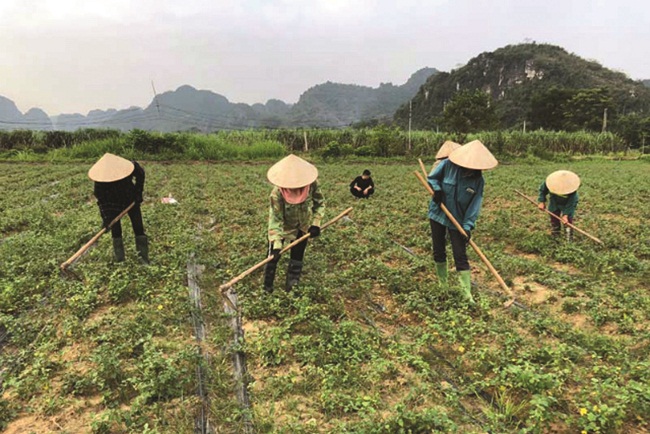 Cây cà gai hiện được trồng tại nhiều tỉnh thành trên cả nước