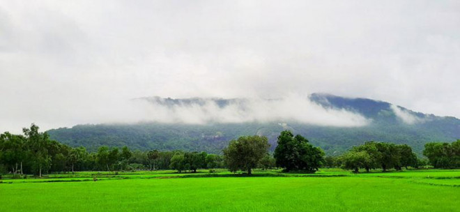 Núi Cô Tô bên đồng lúa xanh rì