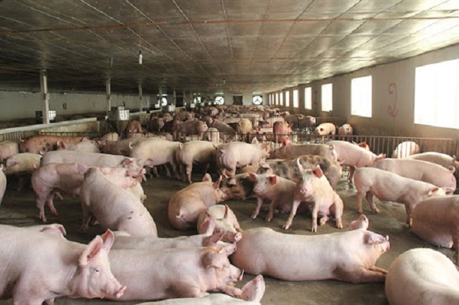 Giá lợn hơi giảm liên tiếp khiến nhiều hộ chăn nuôi lỗ nặng