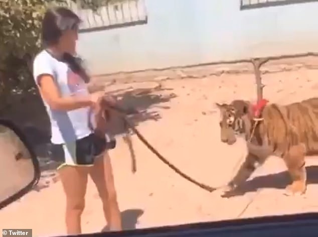 Cô gái dắt hổ Bengal đi dạo ở Mexico.