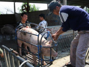 Thị trường - Tiêu dùng - Giá lợn hơi giảm mỗi ngày, hộ chăn nuôi ngậm ngùi ôm lỗ cả triệu đồng/con