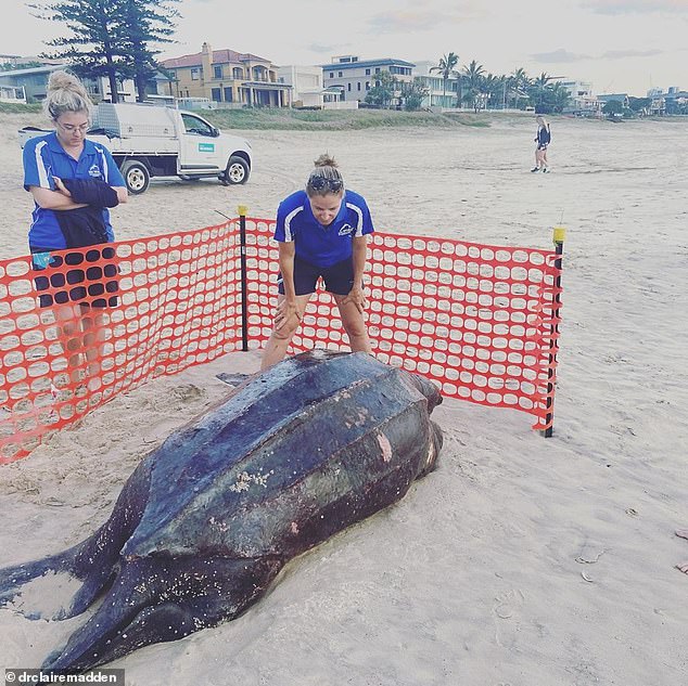 Rùa biển khổng lồ được phát hiện trôi dạt vào bờ biển Úc. Ảnh: Dr Claire Madden