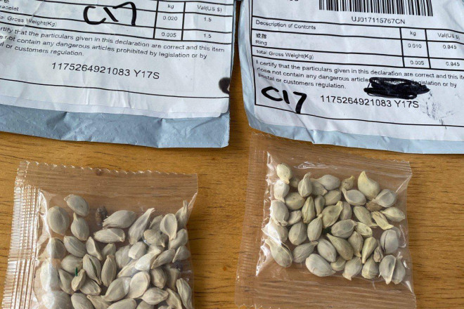 Mộ số gói hạt giống bí ẩn gửi đến bang Washington - Mỹ. Ảnh: Sở Nông nghiệp Washington