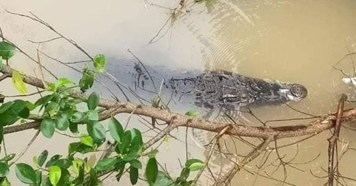 Clip: Hoảng hốt phát hiện cá sấu to đang "dạo chơi" trên sông