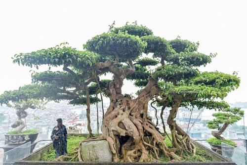 Cây sanh cổ được nhắc đến thuộc sở hữu của nghệ nhân Nguyễn Gia Thọ- Chủ tịch Hội Sinh Vật Cảnh Việt Nam, người được giới cây cảnh nghệ thuật biết đến với những tác phẩm cây cảnh nghệ thuật đặc sắc mang phong cách "Cổ - Linh - Tinh - Tú".