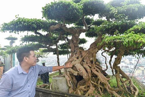 Chiêm ngưỡng cây sanh cổ trăm tuổi phong hóa cùng thời gian, trị giá ngang căn chung cư của đại gia Hà Nội - 3