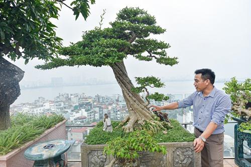 Cây mai chiếu thủy hoa trắng, dòng bonsai, dáng trực, thân vặn xoắn ốc của ông Thọ hiện được định giá lên tới hàng tỷ đồng.