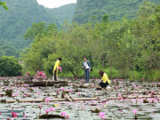 Du lịch - Hoa súng nở rộ, tô hồng suối Yến