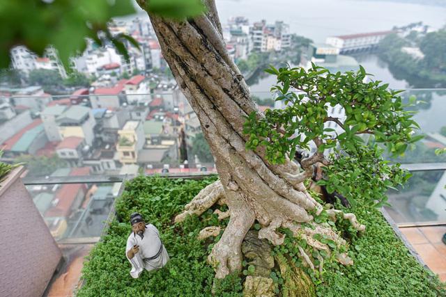 Cây mai chiếu thủy có thân xoắn độc đáo. Ảnh: Dân Trí