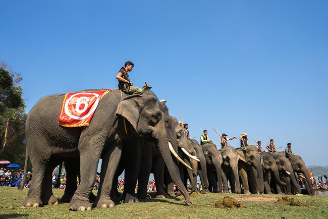 Tham gia cuộc đua voi: Tháng 3 hàng năm ở tỉnh Đắk Lắk có Lễ hội đua voi, với cồng chiêng và những chú voi khổng lồ hiền lành tranh nhau vòng hoa.
