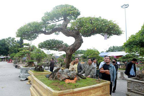 Thường khế hay có dáng trực và dáng hình các con vật, cây khế có dáng "Long" như cây sanh mà lớn đến vậy là vô cùng hiếm có, khó tìm.