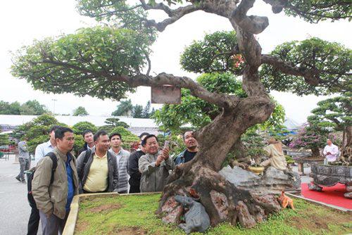 Cây được một nghệ nhân từ Nam Định di cư vào trong Đồng Nai tạo tác từ nhỏ, đến nay được 66 năm. Chủ nhân tác phẩm cho biết, may mắn sở hữu cây khế được 5 năm nay, họ tự mang đến chào bán chứ mình không đi mua.&nbsp;Thời điểm mua, cây khế được trồng dưới đất, bông tán chưa có. Hiện tại, bông tán mới được anh Phương tạo tác nhưng các tay cành lớn đã rất già cỗi và phải được uốn nắn từ nhỏ mới dẻo như vậy.