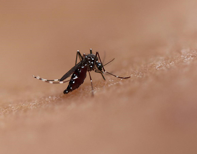 Muỗi vằn là tác nhân lây truyền các bệnh như sốt xuất huyết, Zika, Chikungunya...