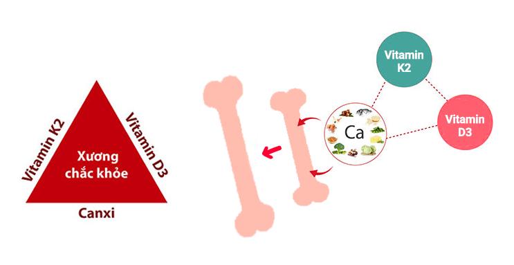 Vitamin D3 và K2 giúp canxi được hấp thu và gắn vào xương tối ưu