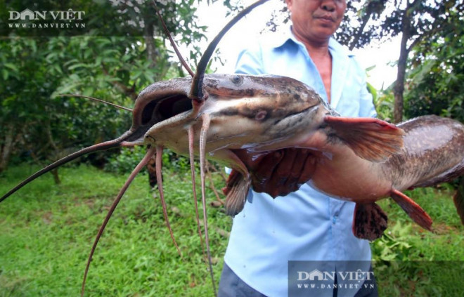 Con cá trê năng dài 1m có 8 sợi râu rất dài, ông Thành, phường 4, TP Vị Thanh, tỉnh Hậu Giang cho rằng, nhiều người đến xem đều cho rằng, chưa thấy con cá trê nào mà nhiều râu dài như thế...