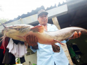 Tin tức trong ngày - Hậu Giang: Bắt được con cá trê to lạ, mồm toàn râu, dài 1m, nặng 8kg, dân kéo đến xem