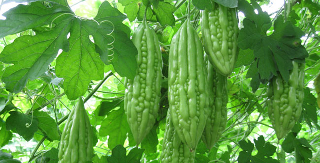 Mướp đắng: Người ta thường sử dụng nó với chức năng như một loại rau hơn là trái cây. Mướp đắng có phổ biến ở Việt Nam và một số nước châu Phi
