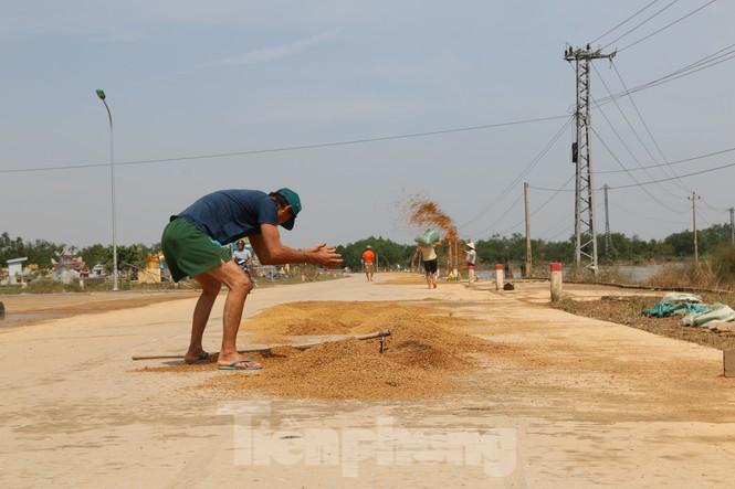 Thóc bị ướt, mọc mầm được phơi khô để làm thức ăn cho gia cầm. Nhiều tài sản tích cóp bao năm giờ trôi theo dòng nước khiến cuộc sống của người dân nơi đây càng thêm khó khăn, vất vả.