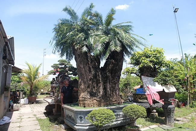 Cây thiên tuế cổ thụ, hiếm có khó tìm như thế này thì rất khó định giá. Ảnh: Dân Việt.