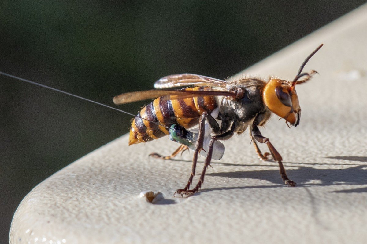 Mỹ lần đầu tiên phát hiện tổ ong bắp cày “sát thủ” có nguồn gốc từ châu Á (ảnh: SCMP)