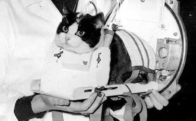 Cô mèo đầu tiên bay vào vũ trụ và sống sót trở về.