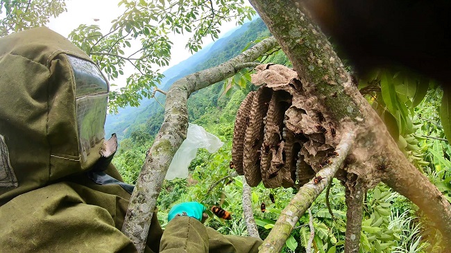 Nghề săn ong được coi là nghề "trêu đùa với tử thần" bởi cực kỳ nguy hiểm nên người làm nghề này phải rất cẩn thận.