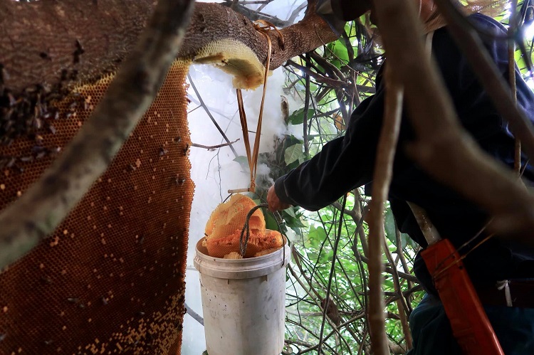 Những người mưu sinh bằng nghề săn ong rừng không bao giờ tận diệt đàn ong, họ chỉ cắt phần mật, để lại ong trưởng thành và 1 phần tổ để chúng sinh sản tiếp.