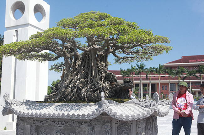 “Tôi coi cây như một thành viên trong gia đình. Cây thường đại diện cho anh em chơi cây ở Bắc Ninh tham dự các cuộc triển lãm. Có nhiều người hỏi mua giá cao nhưng tôi không nỡ xa cây”, anh Lộc nói.
