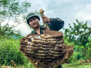 Kinh doanh - Chàng trai 9x kiếm tiền triệu mỗi ngày nhờ “lộc rừng” tiết lộ những bí mật trong nghề