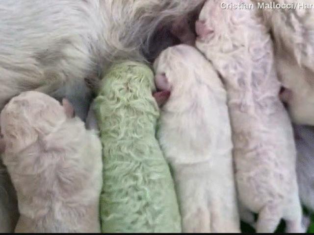 Chó con màu xanh lá cây cực hiếm sinh ra tại Ý